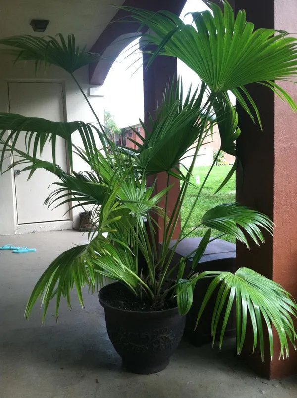 Hybrid_Palm_Fruit_Plant_(Pack_Of-1_)