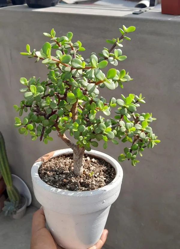 Hybrid_Jade_Plant_Pack_Of-1