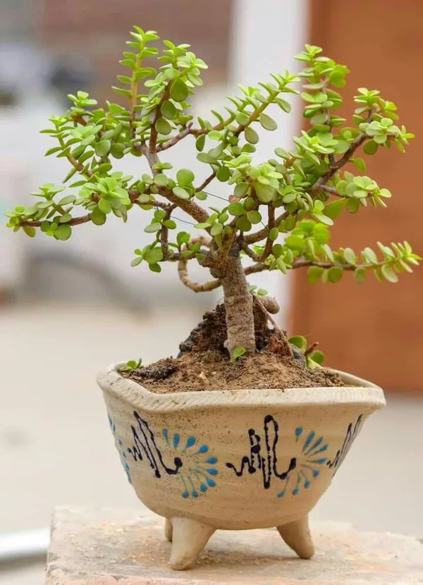Hybrid_Jade_Plant_Pack_Of-1