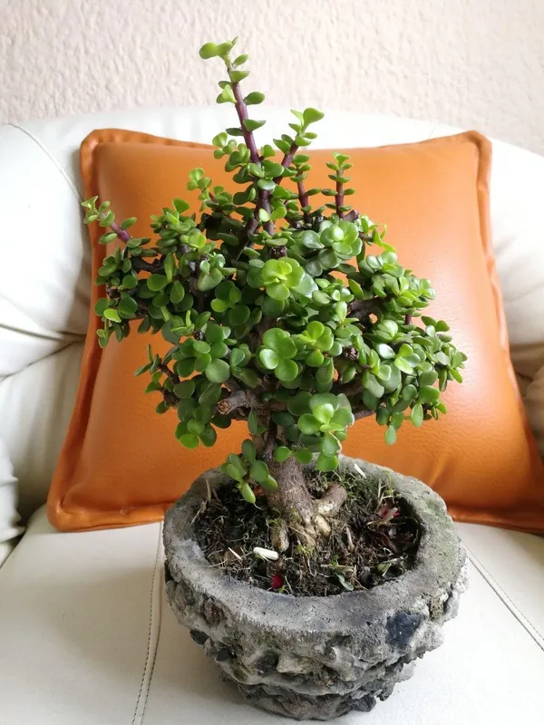 Hybrid_Jade_Plant_Pack_Of-1