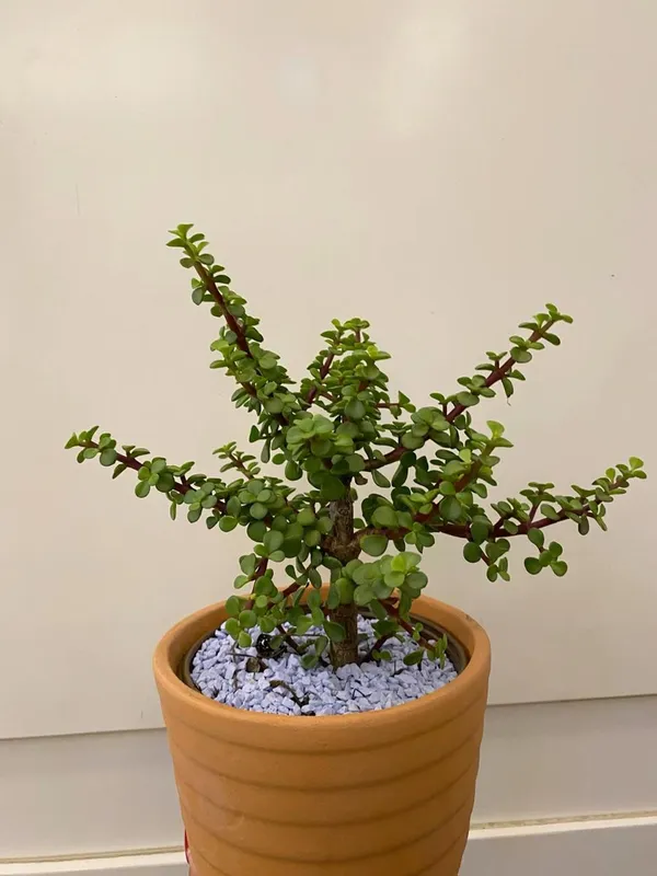 Hybrid_Jade_Plant_Pack_Of-1