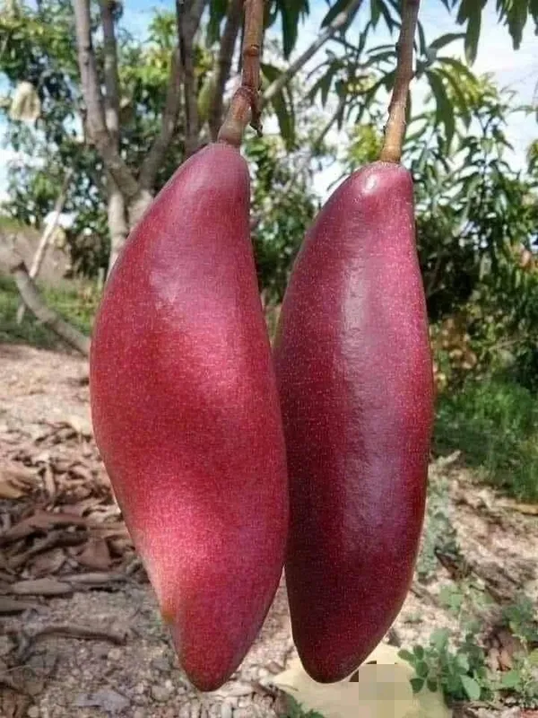 Chiangnai_Mango_Fruit_🥭🥭🥭_Plant_(Hybrid_&_Grafting)_Pack_Of-1