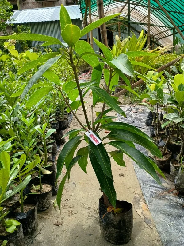 Chiangnai_Mango_Fruit_🥭🥭🥭_Plant_(Hybrid_&_Grafting)_Pack_Of-1