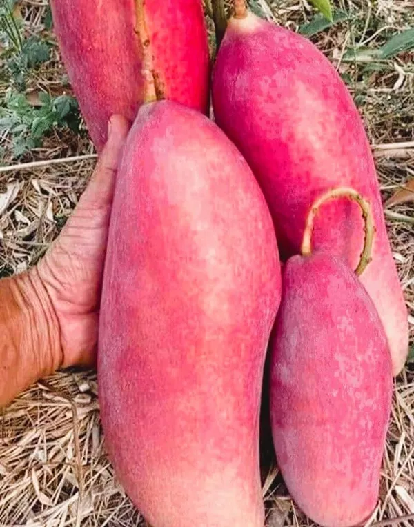 Chiangnai_Mango_Fruit_🥭🥭🥭_Plant_(Hybrid_&_Grafting)_Pack_Of-1