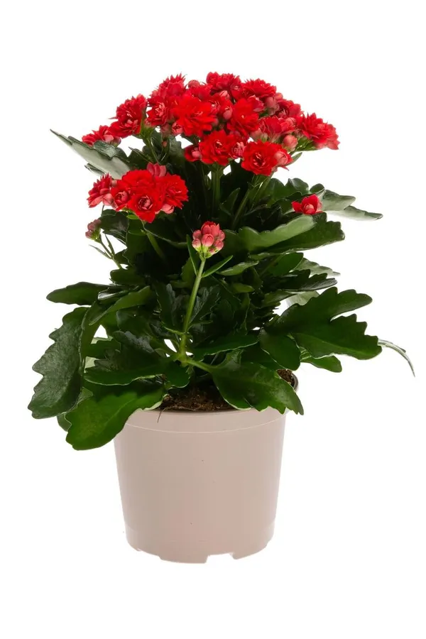 Hybrid_Kalanchoe_Red_Flower_Plant_(Pack_Of-1_)