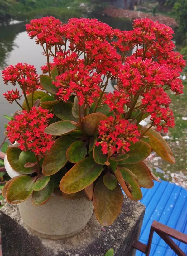Hybrid_Kalanchoe_Red_Flower_Plant_(Pack_Of-1_)