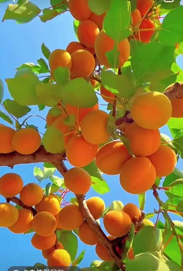 Apricot_Fruit_Plant_(Hybrid_&_Grafting)_Pack_Of-1