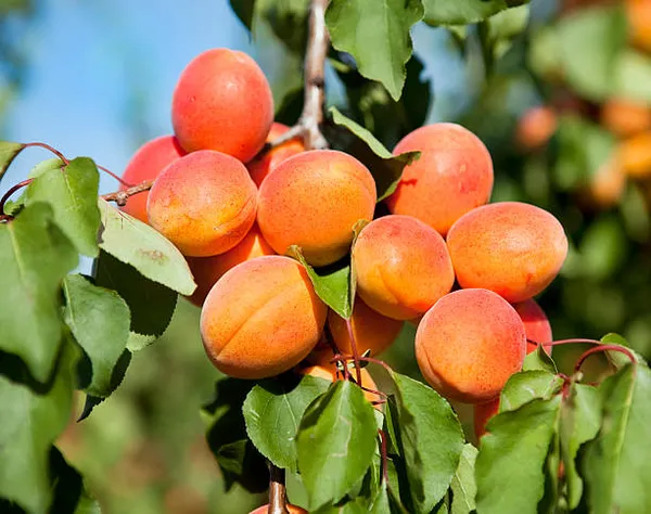 Apricot_Fruit_Plant_(Hybrid_&_Grafting)_Pack_Of-1