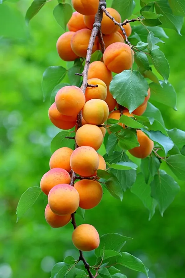 Apricot_Fruit_Plant_(Hybrid_&_Grafting)_Pack_Of-1