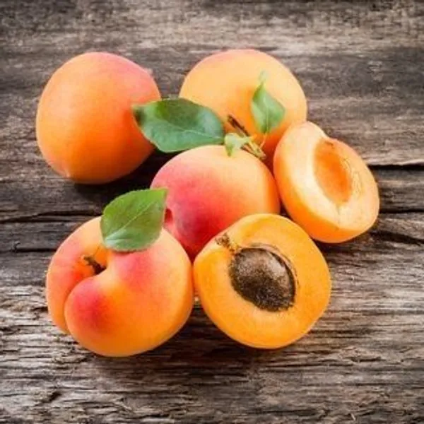 Apricot_Fruit_Plant_(Hybrid_&_Grafting)_Pack_Of-1