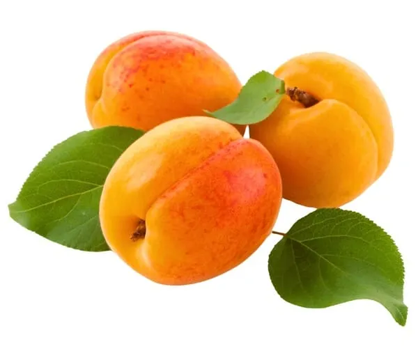 Apricot_Fruit_Plant_(Hybrid_&_Grafting)_Pack_Of-1