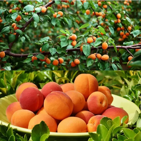 Apricot_Fruit_Plant_(Hybrid_&_Grafting)_Pack_Of-1
