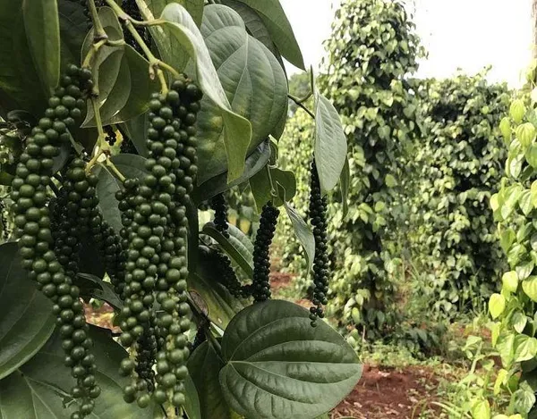 Hybrid_Black_Pepper_Plant_(Pack_Of-1)
