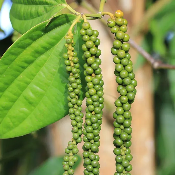 Hybrid_Black_Pepper_Plant_(Pack_Of-1)