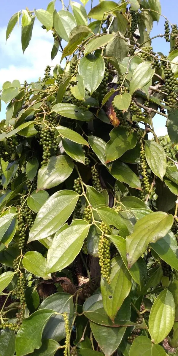 Hybrid_Black_Pepper_Plant_(Pack_Of-1)