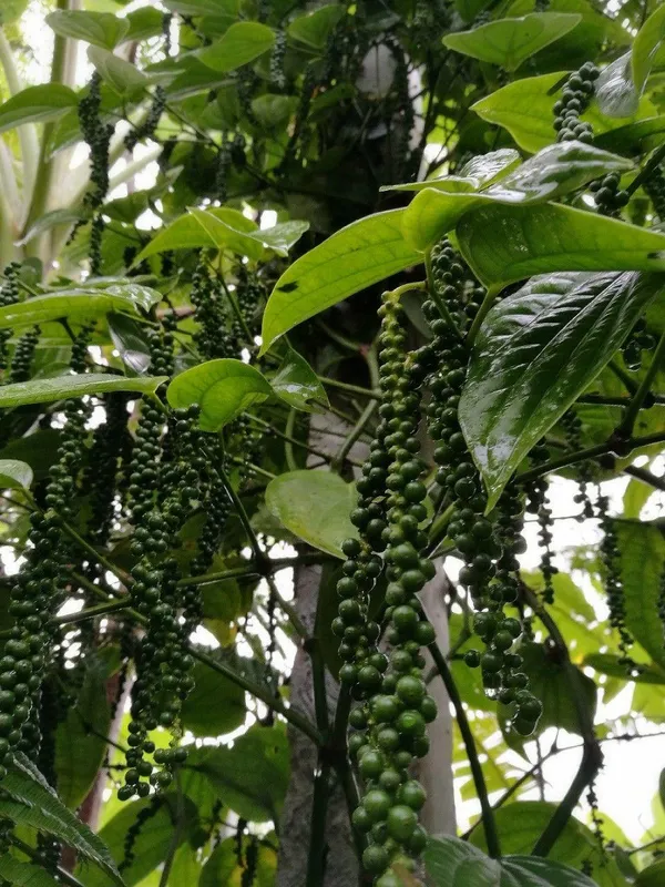 Hybrid_Black_Pepper_Plant_(Pack_Of-1)