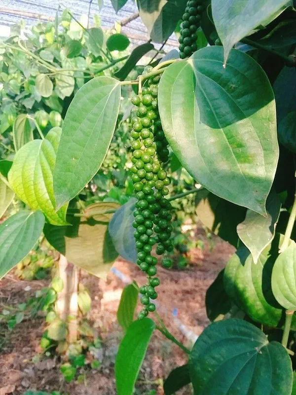 Hybrid_Black_Pepper_Plant_(Pack_Of-1)