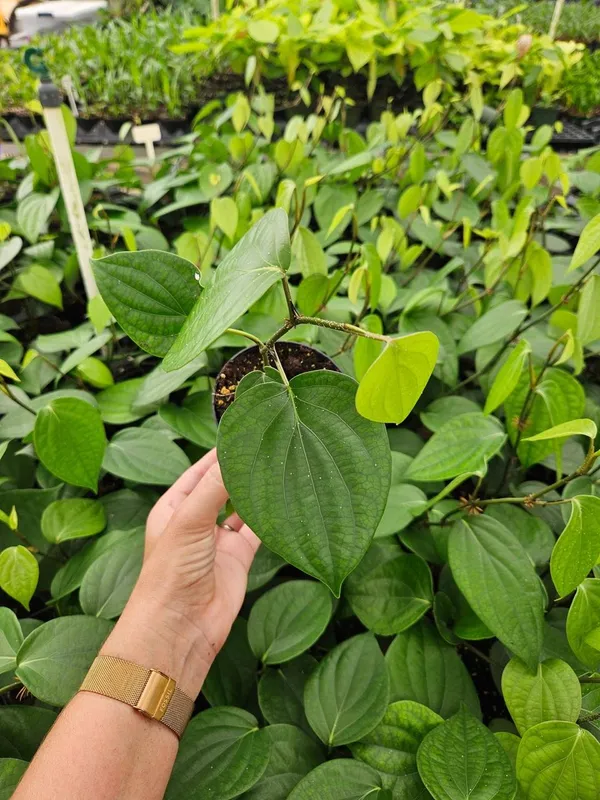 Hybrid_Black_Pepper_Plant_(Pack_Of-1)
