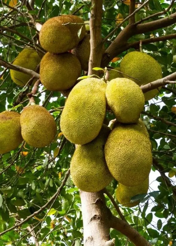 Hybrid_Seeddless_Jackfruit_Grafting_Plant_(Pack_Of-1_)