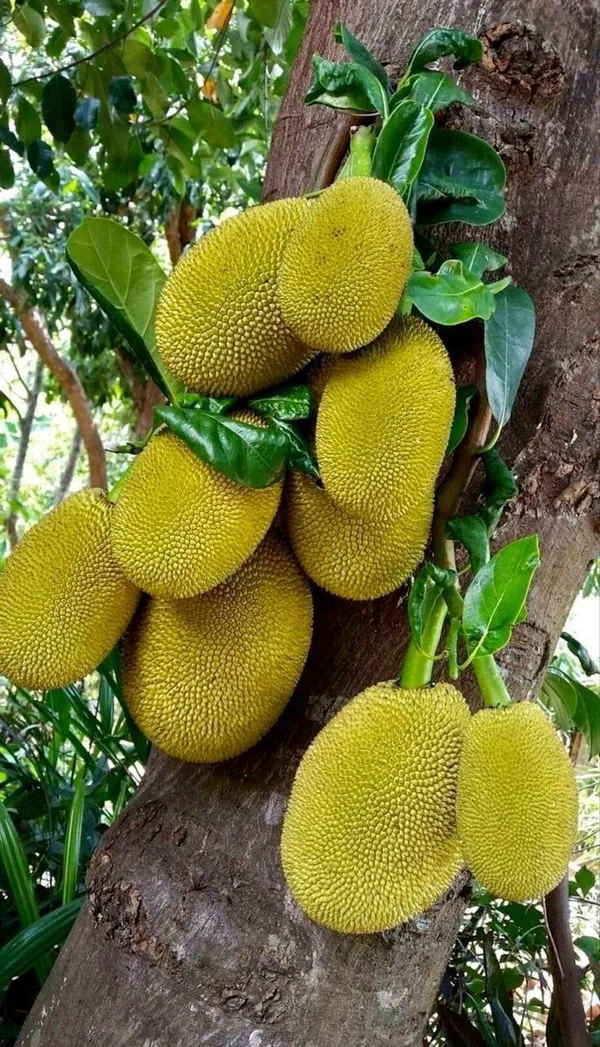 Hybrid_Seeddless_Jackfruit_Grafting_Plant_(Pack_Of-1_)