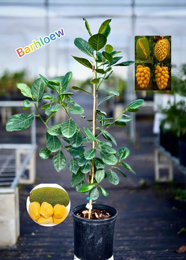Hybrid_Seeddless_Jackfruit_Grafting_Plant_(Pack_Of-1_)