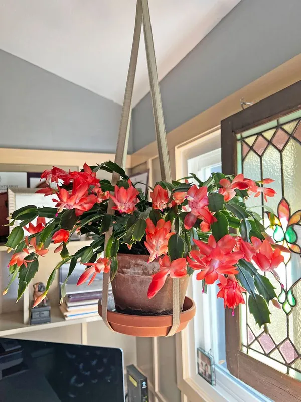 Christmas_Cactus_Red_🌵🌵🌵_Flower_Plant_(Pack_Of-1)