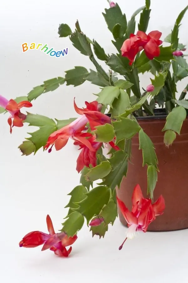 Christmas_Cactus_Red_🌵🌵🌵_Flower_Plant_(Pack_Of-1)