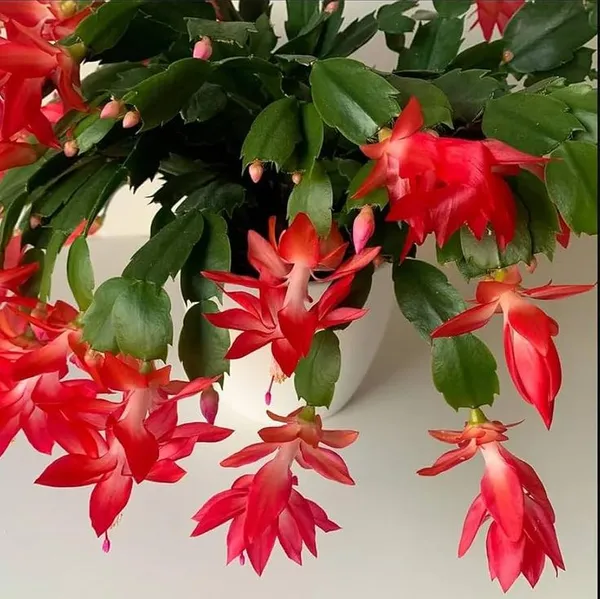 Christmas_Cactus_Red_🌵🌵🌵_Flower_Plant_(Pack_Of-1)