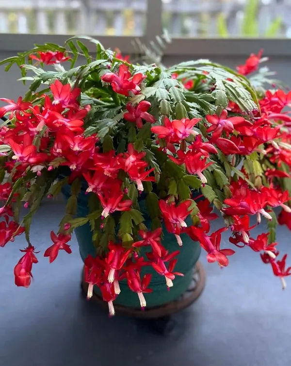 Christmas_Cactus_Red_🌵🌵🌵_Flower_Plant_(Pack_Of-1)