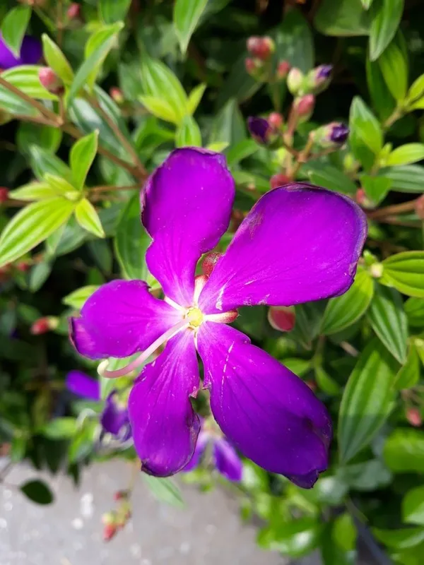 Hybrid_Tibouchina_Flower_Plant_(Pack_Of-1_)