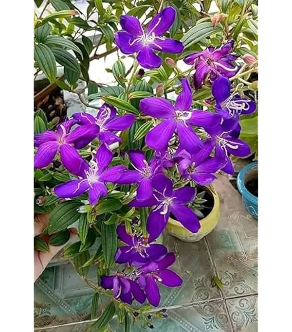Hybrid_Tibouchina_Flower_Plant_(Pack_Of-1_)
