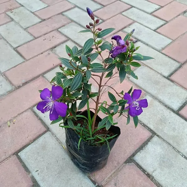Hybrid_Tibouchina_Flower_Plant_(Pack_Of-1_)