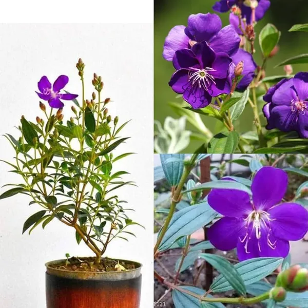 Hybrid_Tibouchina_Flower_Plant_(Pack_Of-1_)