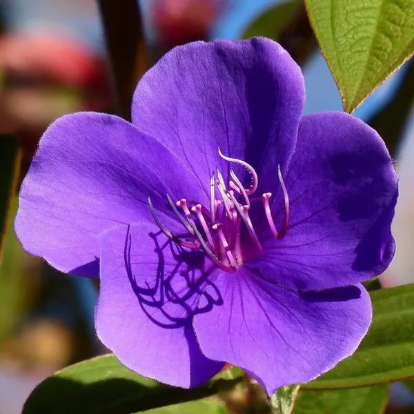 Hybrid_Tibouchina_Flower_Plant_(Pack_Of-1_)