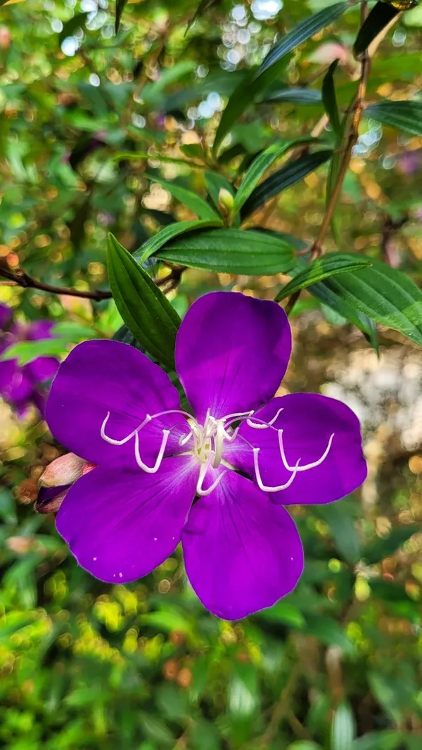Hybrid_Tibouchina_Flower_Plant_(Pack_Of-1_)