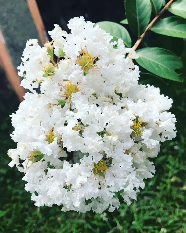 Hybrid_Furush_White_Flower_Plant_(Pack_Of-1)