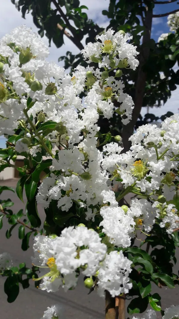 Hybrid_Furush_White_Flower_Plant_(Pack_Of-1)