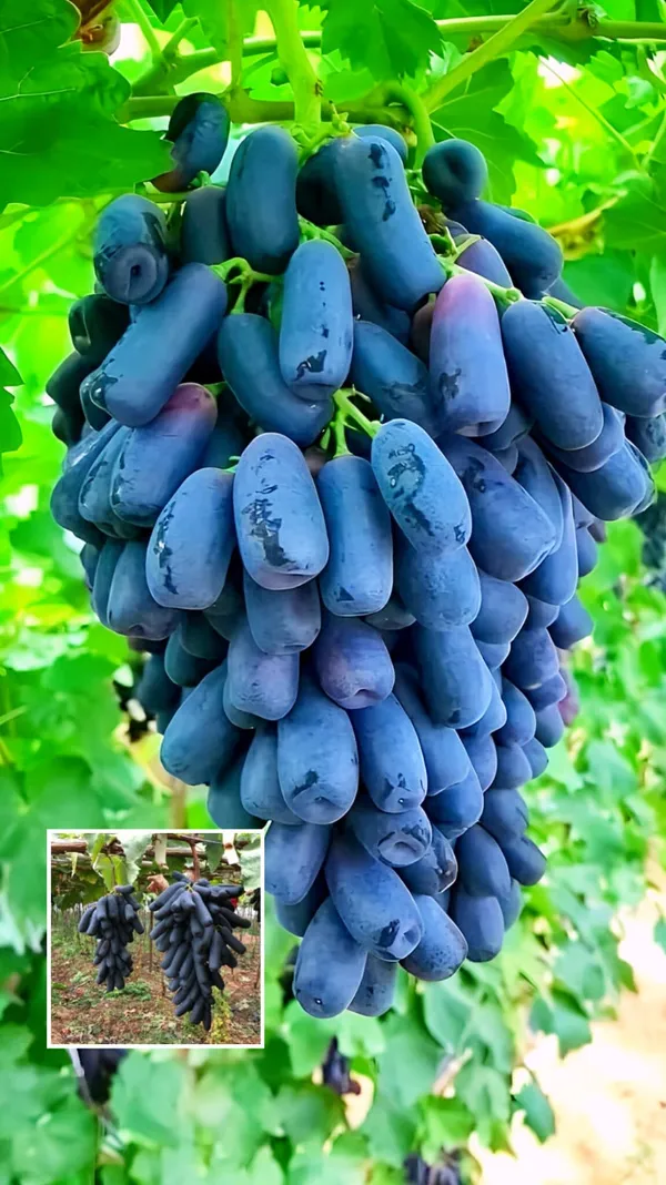 Hybrid_Long_Black_Grapes_Fruit_Plant_(Pack_Of_1)