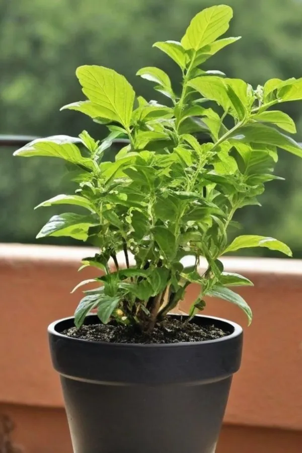 Lakshmi_Tulsi_Plant_(Pack_Of-1_)