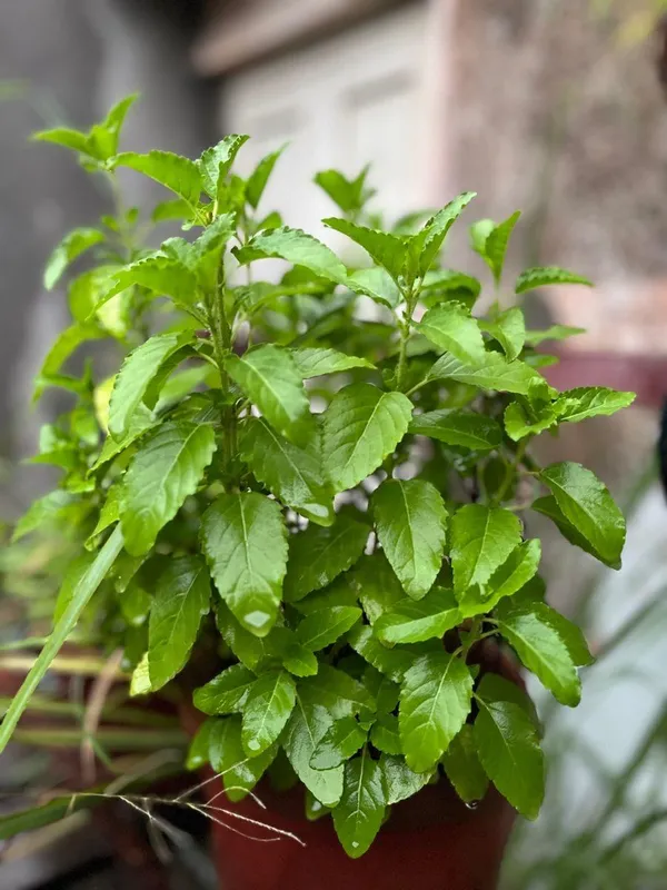 Lakshmi_Tulsi_Plant_(Pack_Of-1_)