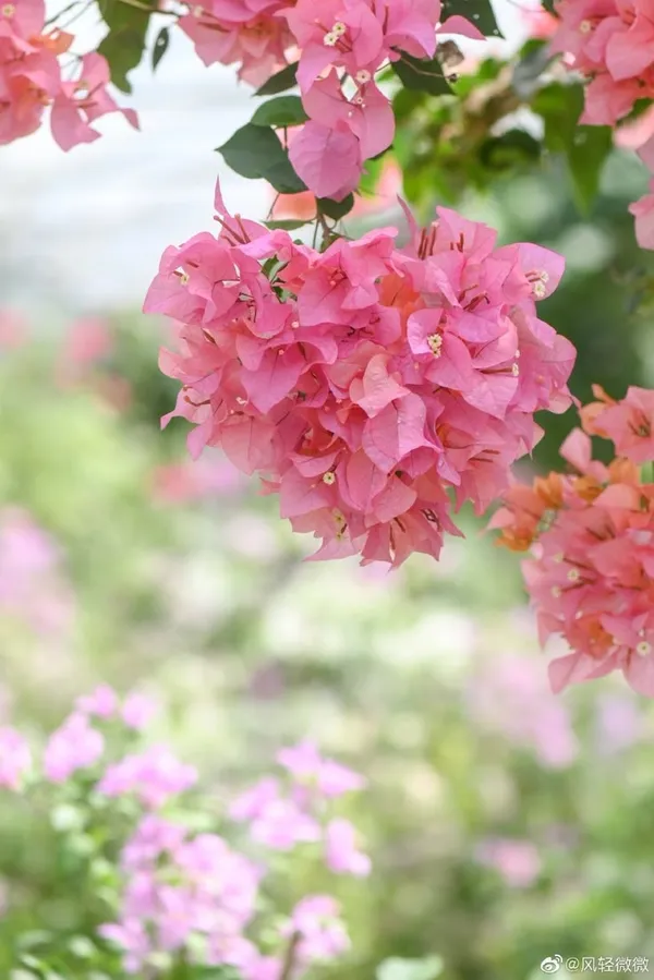 Hybrid_Pink_Bouganvillea_Flower_Plant(_Pack_Of-1)