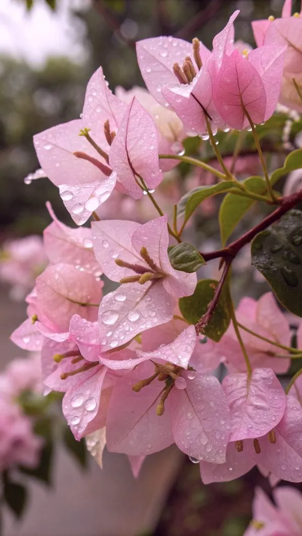 Hybrid_Pink_Bouganvillea_Flower_Plant(_Pack_Of-1)