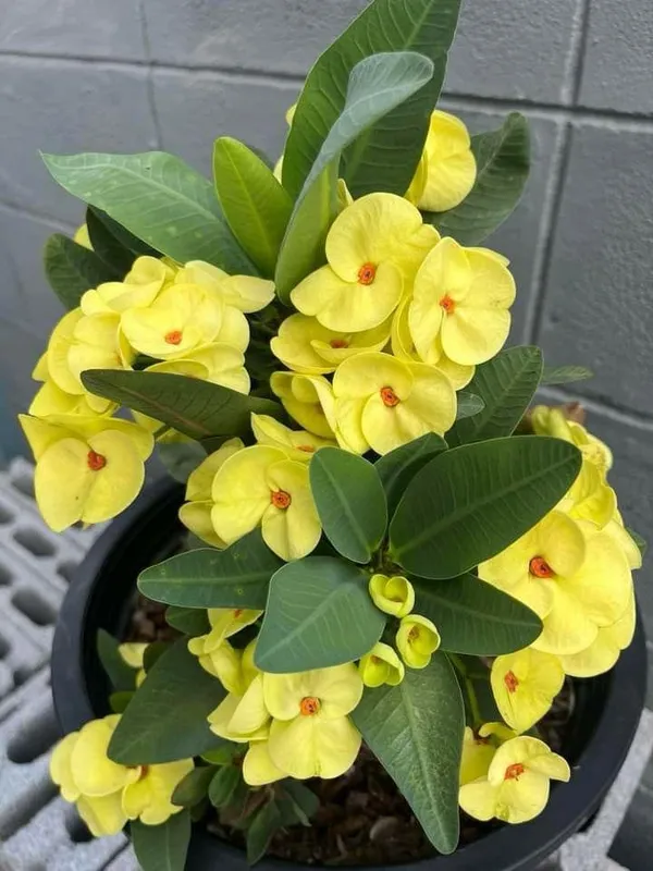 Mili_Yellow_Flower_Plant_(Pack_Of-1_)