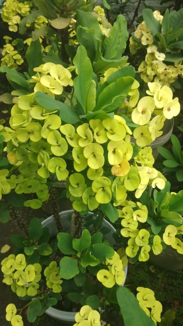 Mili_Yellow_Flower_Plant_(Pack_Of-1_)