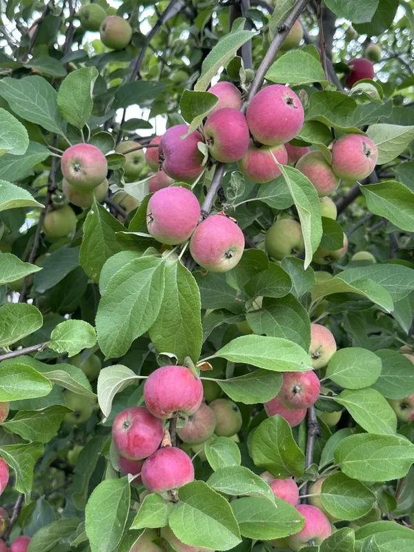 Hybrid_Anna_Apple_🍎🍎🍎_Grafting_Plant_(Pack_Of_1)