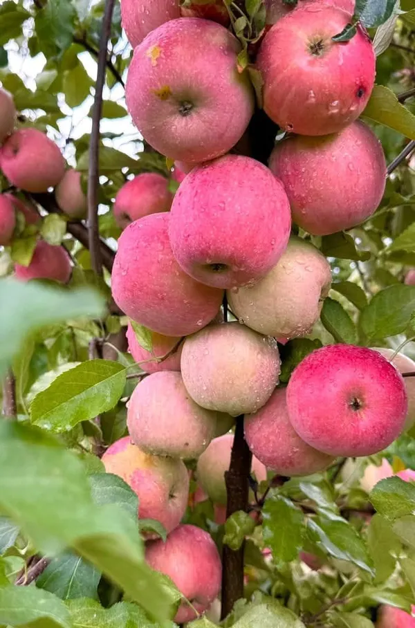 Hybrid_Anna_Apple_🍎🍎🍎_Grafting_Plant_(Pack_Of_1)