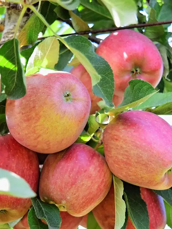 Hybrid_Anna_Apple_🍎🍎🍎_Grafting_Plant_(Pack_Of_1)