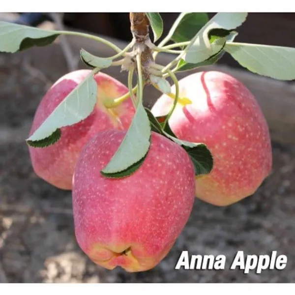 Hybrid_Anna_Apple_🍎🍎🍎_Grafting_Plant_(Pack_Of_1)