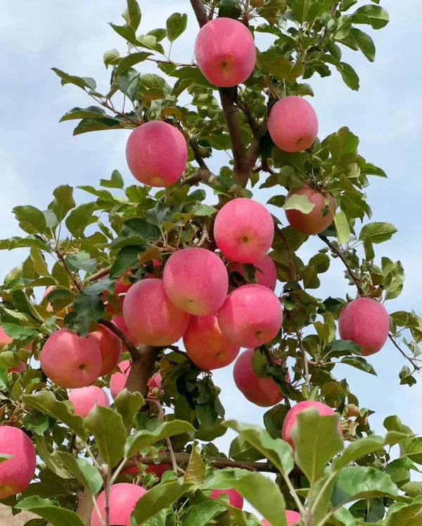 Hybrid_Anna_Apple_🍎🍎🍎_Grafting_Plant_(Pack_Of_1)
