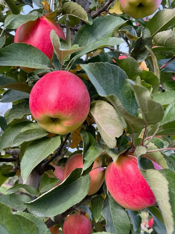 Hybrid_Anna_Apple_🍎🍎🍎_Grafting_Plant_(Pack_Of_1)